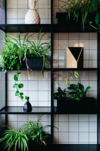 Stylish indoor shelves adorned with lush green plants and modern decor items.